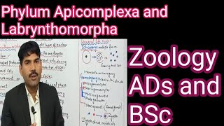 phylum apicomplexa and labrynthomorpha Miller harley zoologyCh8 [upl. by Atisusej]