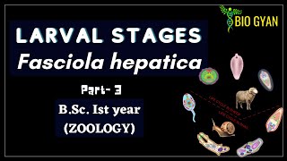 Fasciola hepatica part3  Larval stages  BSc Ist Year Zoology [upl. by Edina531]