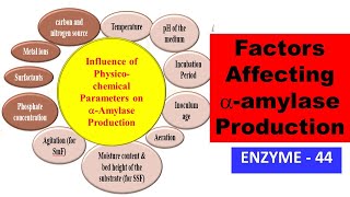 Influence of Physicochemical Parameters on alphaAmylase Production  ENZYME  44 [upl. by Marigold974]