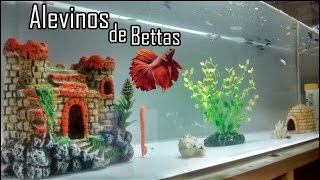 Alevinos de Bettas com 85 Dias [upl. by Zinah]