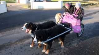 Dog Carting With Bernese Mountain Dogs [upl. by Lazor132]