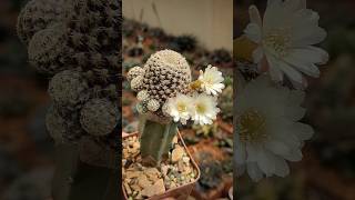 Sulcorebutia langeri albifoora cactosesuculentas flores [upl. by Ashling399]