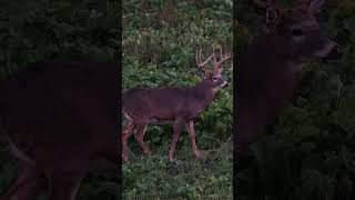 When your target buck appears out of nowhere deerhunter hunting minnesota deer [upl. by Ardeha]