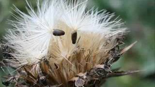 Milk thistle Oont katara cultivation technology Pakistan Dr Ashraf Sahibzada [upl. by Natye]