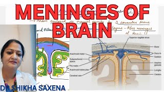 Meninges of Brain Dura mater Arachnoid mater pia mater [upl. by Henrie]