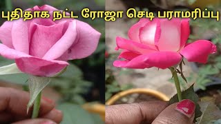 Top 6 Tips Rose Plant  Newly potted rose plant care and tips in Tamil [upl. by How]