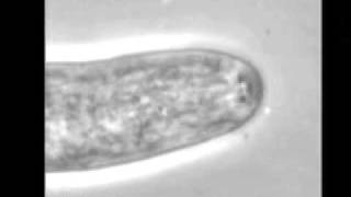 Cytoplasmic contractions in growing fungal hyphae and their morphogenetic consequences [upl. by Craw762]