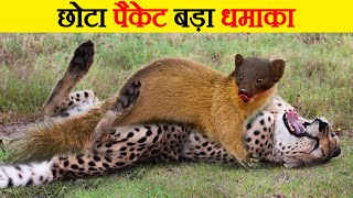 Martens के दिल दहला देने वाले हमले  Brutal moments of martens hunting their prey  Marten attacks [upl. by Oruasi]