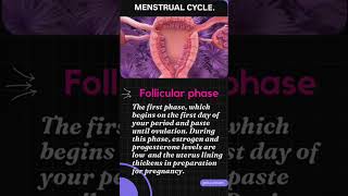 Menstrual cycle Showing different phases with animations 🤔 gurudham shorts [upl. by Arbe]