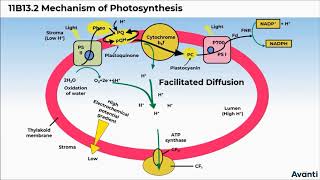 7 11B132 CV3 Chemiosmotic Hypothesis [upl. by Paule]