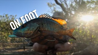 Fishing Mangroves For Jacks North QLD Australia [upl. by Sillaw]