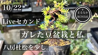 130 ガレた豆盆栽と私。 【ミニ盆栽】 bonsai1007 [upl. by Naaman239]