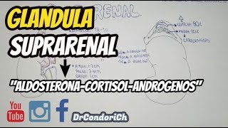 FISIOLOGIA DE LA GLANDULA SUPRARENAL Absorcion transporte accion y regulacion [upl. by Arreic691]