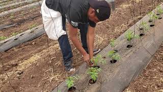 TUTORADO O ENTUTORADO DE TOMATE argollas anillo [upl. by Enelear903]