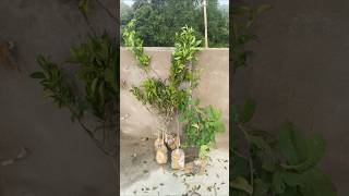 GARDENER FRIEND দেবাশীষ দা থেকে দুর্গা পূজা অফারে কি কি চারা কিনলাম দেখুন। [upl. by Earvin]