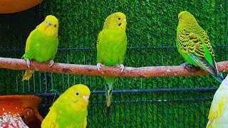 Parrots singing beautiful birds voice beautiful budgies birds sounds [upl. by Rotberg202]