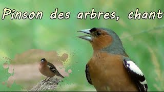 Pinson des arbres chant en gros plan [upl. by Acinod]