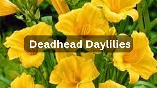 How To Deadhead Daylilies  Tidy amp Clean Up [upl. by Aida]