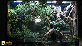 I Stopped an Ant War by Adding a Tree Into My Giant Rainforest Vivarium [upl. by Osnohpla56]