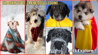 The Benefits of Canine Dog Sledding  V218  Dogs  Dog  Cute Dog  Puppy  Dog Breed  Cute [upl. by Yalhsa]