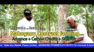 Mahogany Contract Farming Advance Paid By Buyers From Chaturveda Agro [upl. by Sylas411]