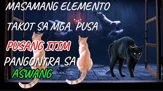 MGA PUSA NG TATABOY NG MGA BAD SPIRIT SA BAHAYscay truestory kababalagalhan [upl. by Salinas749]