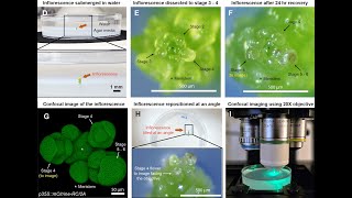 Dissecting Arabidopsis Flowers in Water Needle Technique for Precise Floral Removal [upl. by Iatnahs]