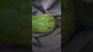 Pionus parrot playing in luggage [upl. by Llimaj]