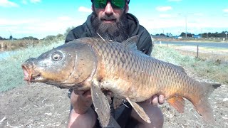 wetlands are full of big carp [upl. by Sikram]