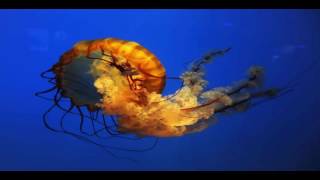 Cnidaria Documentary [upl. by Yuhas]