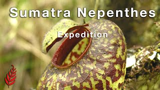 Sumatra Nepenthes Expedition [upl. by Neiviv]