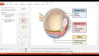 Special senseseye anatomy [upl. by Eneloj]