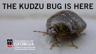 Kudzu Bug Spreads Across the Southeast [upl. by Modeste47]