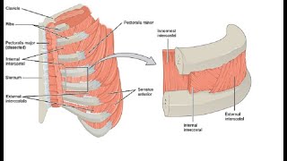 Two Minutes of Anatomy Intercostal Muscles [upl. by Wehrle855]