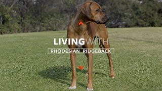 ALL ABOUT LIVING WITH RHODESIAN RIDGEBACKS [upl. by Hance]