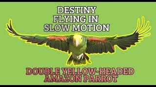 HOW TO FREE FLIGHT TRAIN YOUR PARROT Double YellowHeaded Amazon Parrot [upl. by Idarb387]