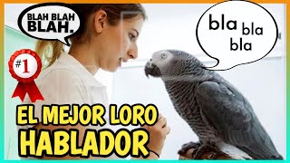 LORO YACO HABLANDO  Loro Gris Africano el mejor hablador 🐦🗣️ [upl. by Calbert]