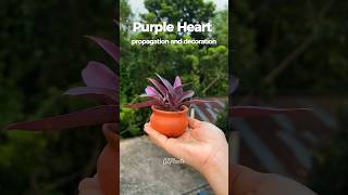 Easy Purple Heart Plant Propagation amp DIY Decor 💜 purplehearts propagation diy foryou [upl. by Magnus]