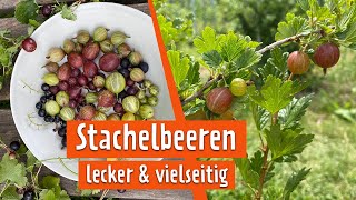 So krass sind Stachelbeeren  MDR Garten [upl. by Soiritos43]