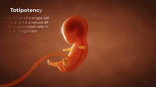 The Embryonic Orgin of Tissues for Anatomy and Physiology [upl. by Htinek]