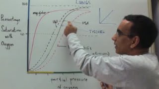 Oxygen Dissociation Curves and Transport of Oxygen and Carbon Dioxide [upl. by Alfonse]