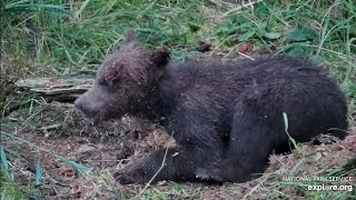 More of 128 Grazer and Her Cubs  July 17 2024 exploreorg [upl. by Alaikim]