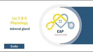 Lec 5 amp 6  Physiology  Adrenal gland  Endo 42 [upl. by Lisbeth]