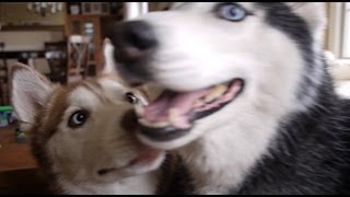 The Best Part of Waking Up  Mishka the Talking Husky [upl. by Annahsar684]