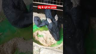 Goat Farming goat treatment youtubeshortbeetalgoat 7880627038 [upl. by Eivol534]