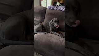 Mowgli is limping when she walk😞🐕 shortvideo dog youtubeshorts ytshorts youtube dogloveryt [upl. by Ahsened751]