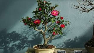 Camellia with Pinkish Flowers Bonsai [upl. by Ahsinahs]