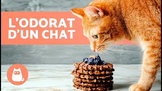 5 CURIOSITÉS sur lODORAT des CHATS 🐱 Découvrezles [upl. by Rapp]