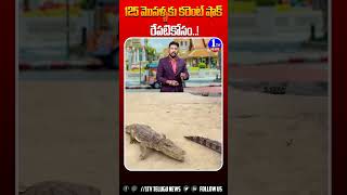 125 మొసళ్ళకు కరెంట్ షాక్ రేపటికోసం  1tvnews  ytshorts ytstudio  ytshortsviral  crocodiles [upl. by Tonia]