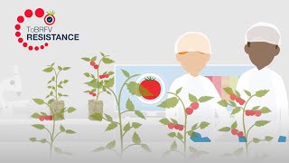 Does rootstock choice affect ToBRFV resistance [upl. by Elmira18]